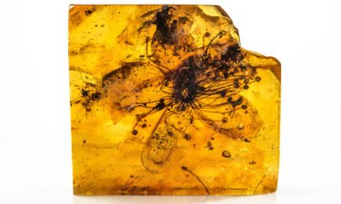 The fossil flower of the newly identified plant Symplocos kowalewskii is contained in Baltic amber.