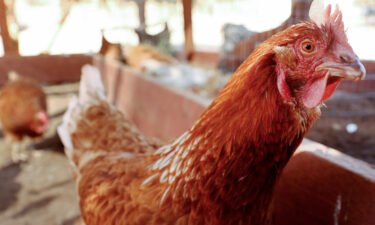 Keeping chickens in your backyard can come with a handful of serious health risks