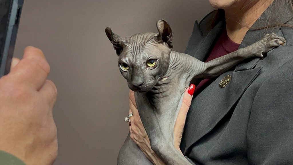Tattooed Sphynx Cat Finds New Home After a Prison Raid