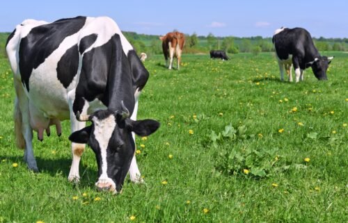 4 factors that show the environmental benefits of plant-based meat