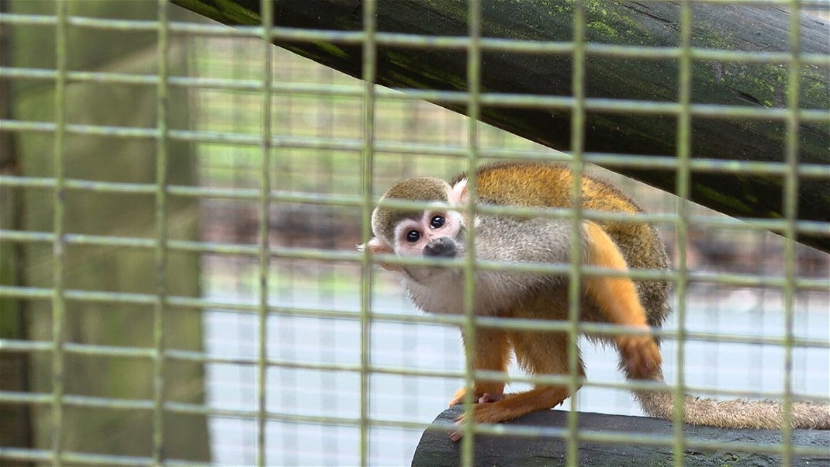 <i>KATC</i><br/>A man was arrested in the theft of 12 squirrel monkeys from a zoo in Broussard
