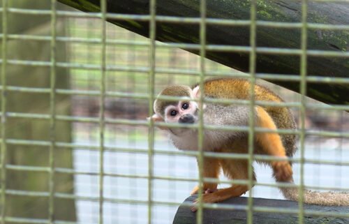 A man was arrested in the theft of 12 squirrel monkeys from a zoo in Broussard