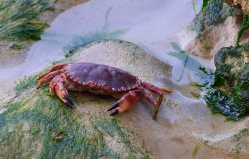 A brown crab