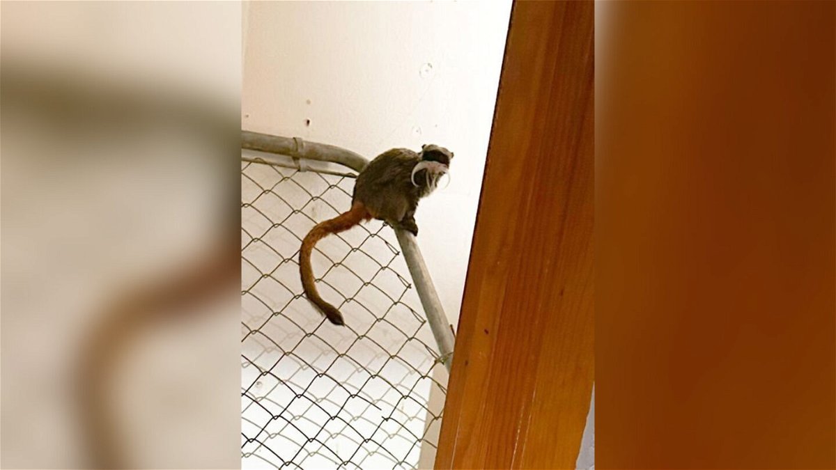 <i>Dallas Police Department</i><br/>One of the two emperor tamarin monkeys found Tuesday sits in a closet in a home near Dallas.