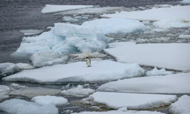 An Adélie penguin stands on melting ice in Antarctica on February 7