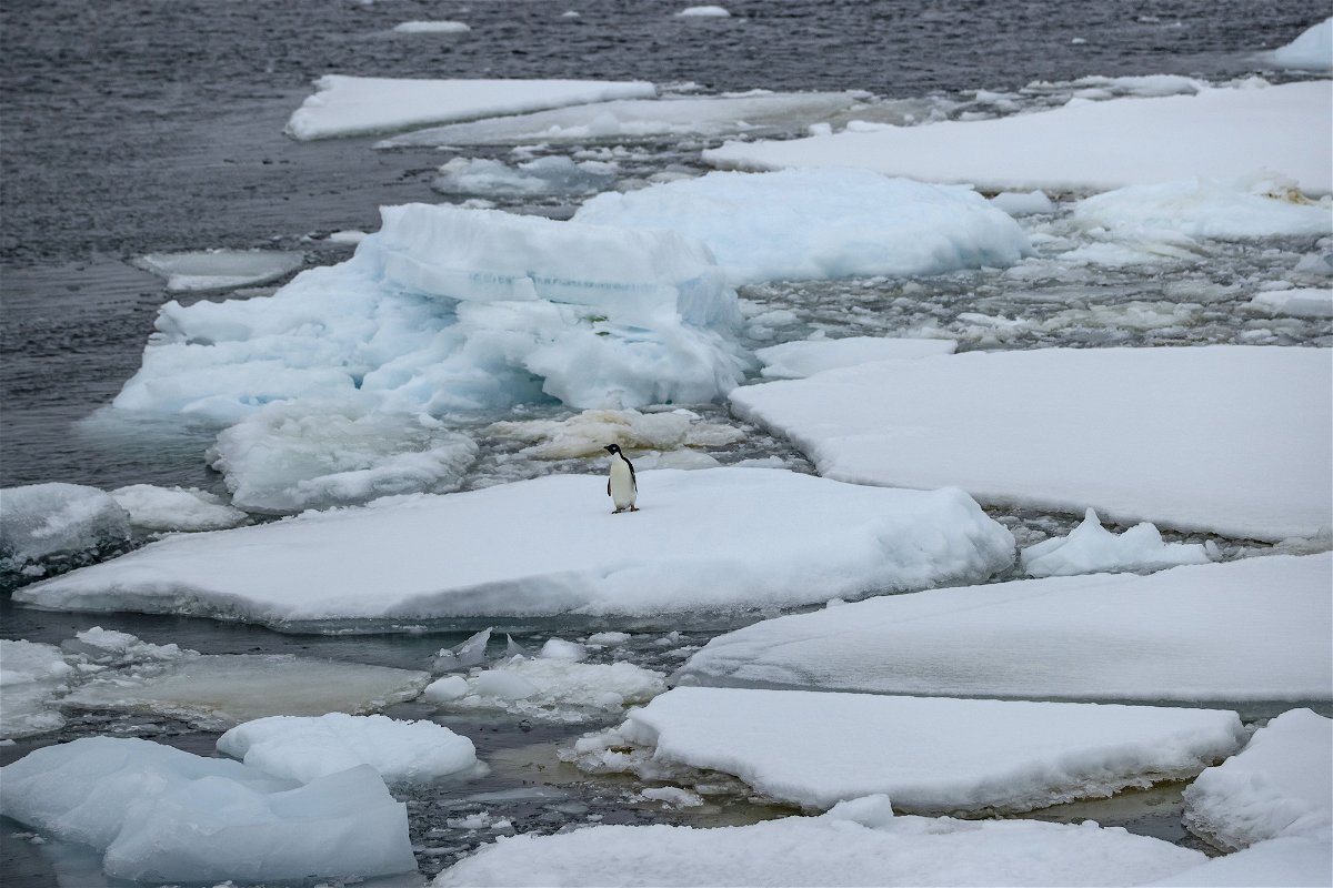 <i>Sebnem Coskun/Anadolu Agency/Getty Images</i><br/>An Adélie penguin stands on melting ice in Antarctica on February 7