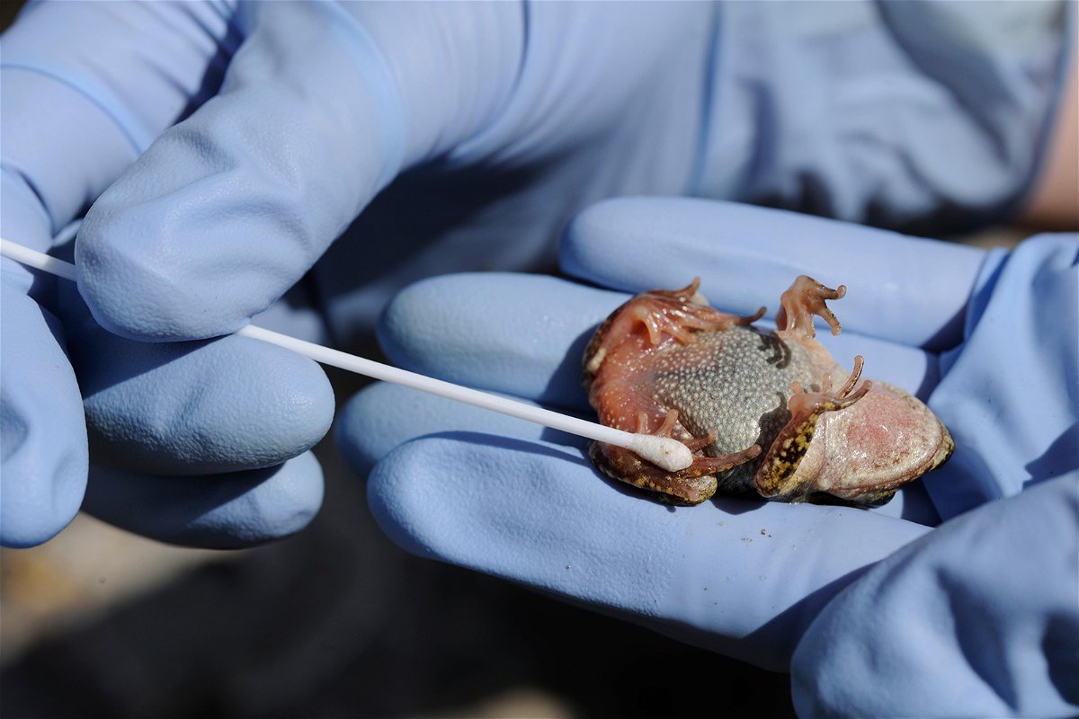 <i>Nature Picture Library/Alamy Stock Photo</i><br/>Scientist Susan Walker is shown holding a Majorcan midwife toad and taking a sample using a cotton swab for testing for chytridiomycosis disease in Mallorca