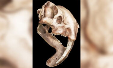 Thylacosmilus' skull shows just how unusual the animal was.