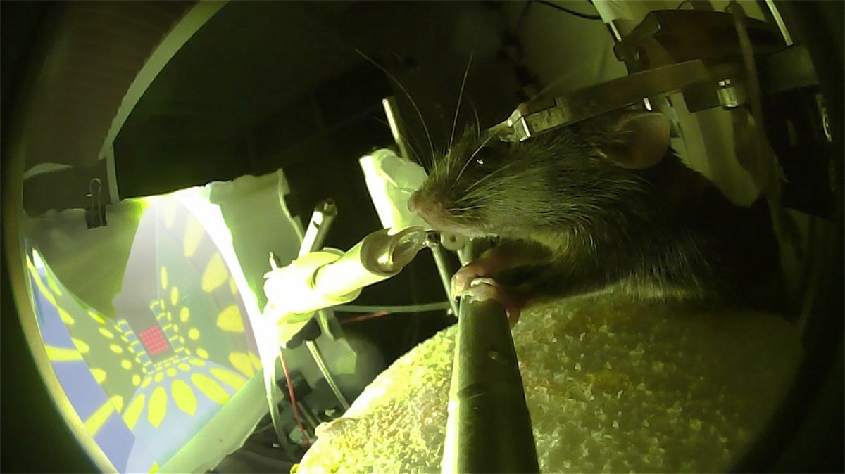 <i>Andrea Terceros</i><br/>Scientists at Rockefeller University used a virtual reality maze to investigate how mice convert information to long-term memories.