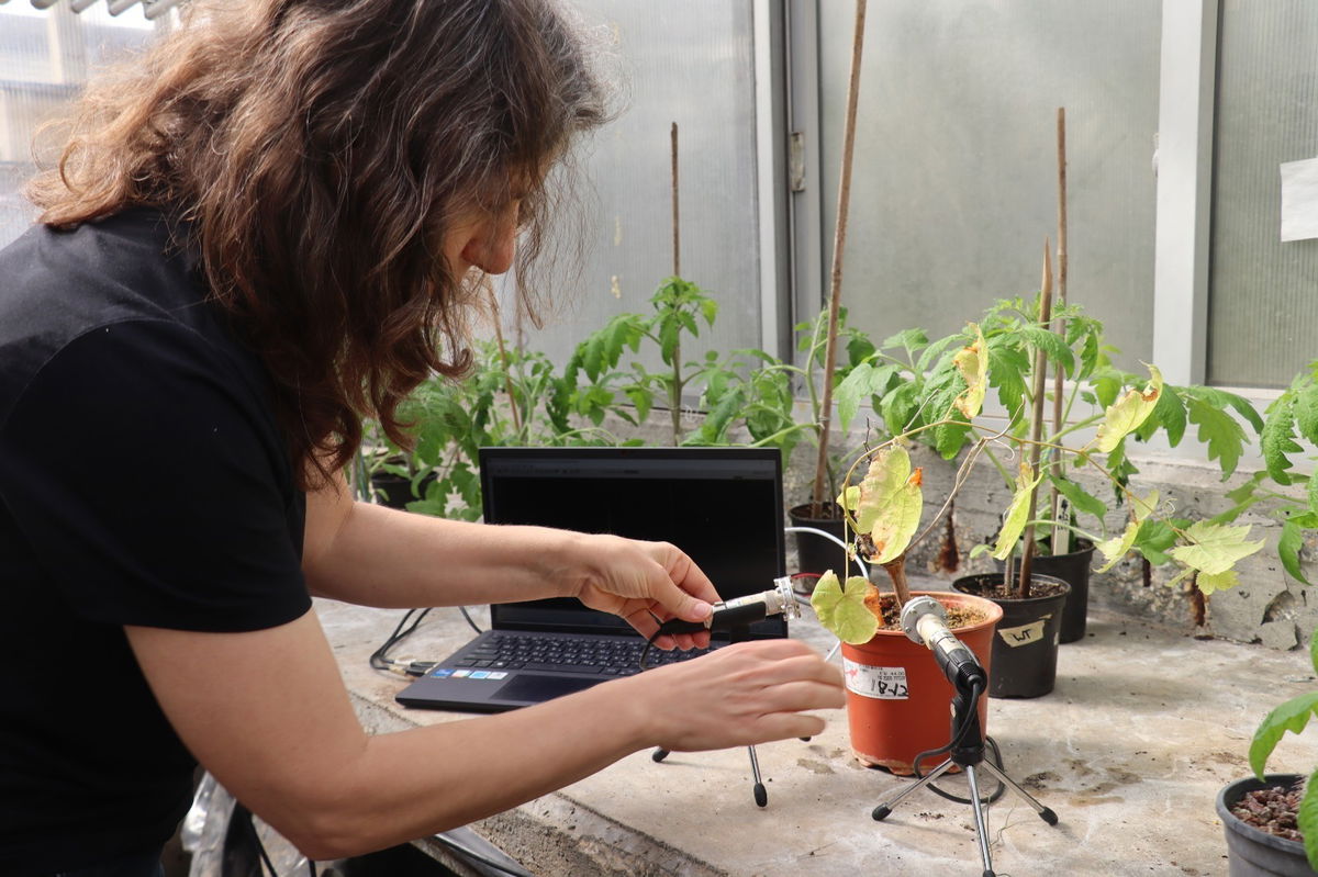 <i>Courtesy of Tel Aviv University</i><br/>The team conducted their experiments in a green house and placed the plants in soundproof boxes.