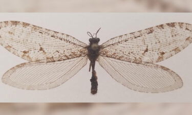 The giant lacewing