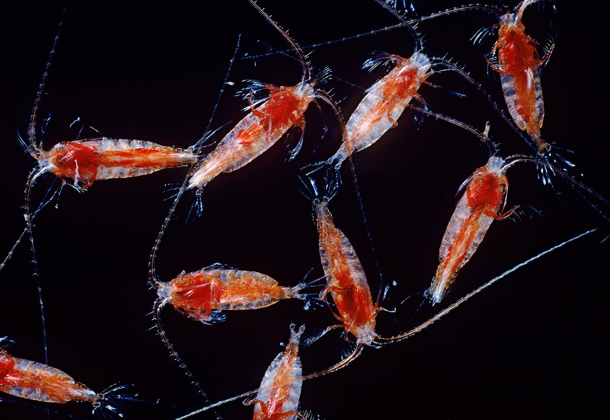 <i>Natural Visions/Alamy Stock Photo</i><br/>Small crustaceans known as Megacalanus princeps live in the ocean's twilight zone at a depth of 1