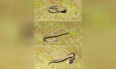 The dwarf reed snake deploys an unusual escape mechanism.