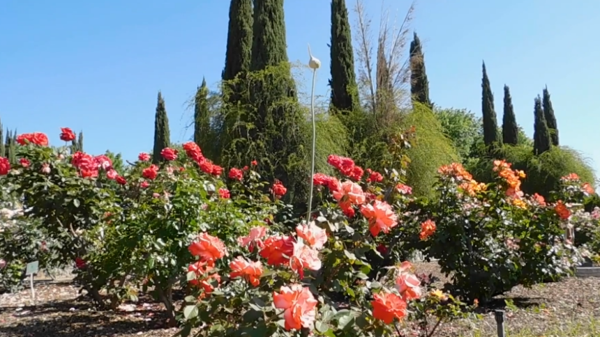 El Paso Municipal Rose Garden