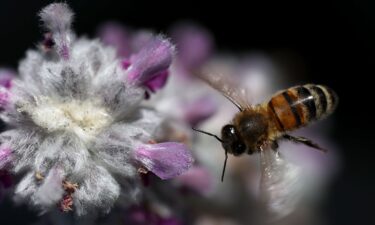 A honeybee flies next to a lamb's ear plant in San Anselmo