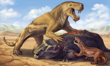 An artist's illustration depicts Inostrancevia with its dicynodont prey while scaring off a much smaller African Inostrancevia species.