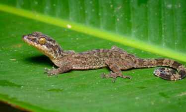 Thailand's bent-toed gecko was named after a mythical tree nymph.