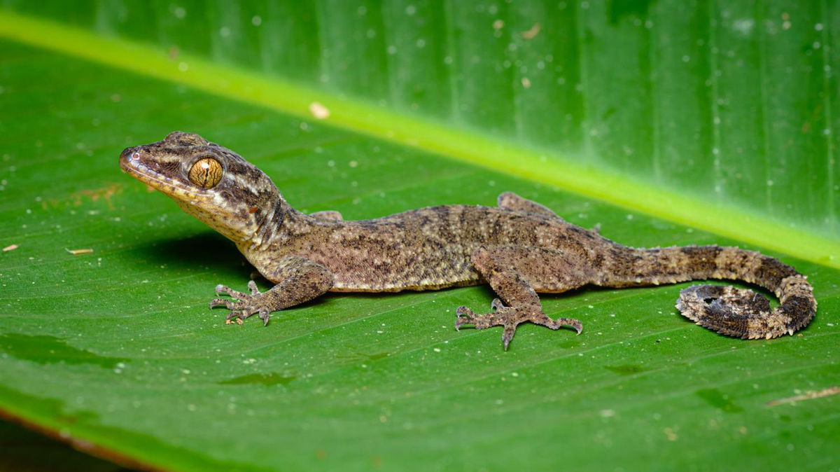 <i>Thai National Parks/WWF UK</i><br/>Thailand's bent-toed gecko was named after a mythical tree nymph.