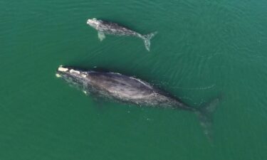 A North Atlantic right whale mother and calf swim in waters near Wassaw Island