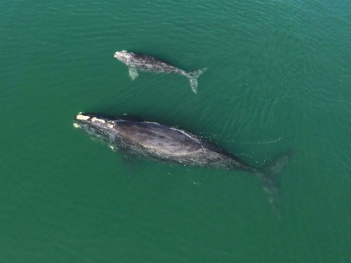 <i>Georgia Dept of Natural Resources/AP</i><br/>A North Atlantic right whale mother and calf swim in waters near Wassaw Island