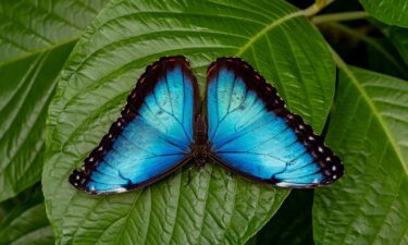 The blue morpho is one of the largest butterflies in the world.