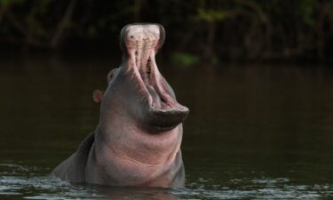 A hippopotamus can snap a canoe in half with its strong jaw.