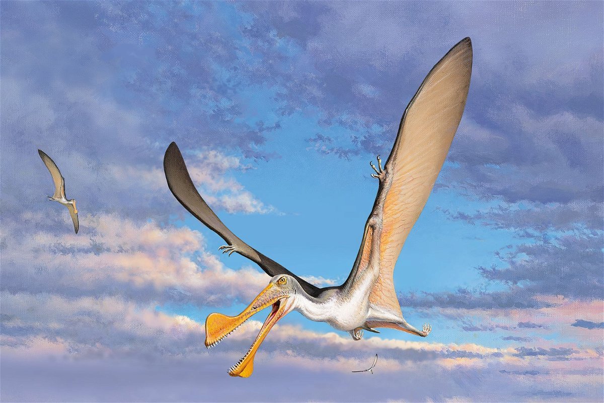 <i>Courtesy Peter Trusler/Curtin University</i><br/>An artist's sketch of a pterosaur is seen here.