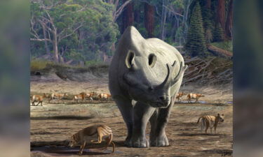 Enormous brontotheres such as Megacerops kuwagatarhinus once roamed parts of North America.