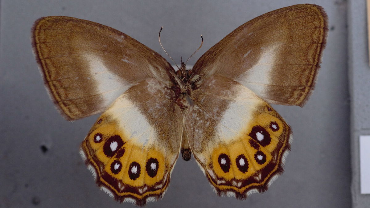 <i>B. Huertas/Trustees Natural History Museum</i><br/>This specimen of Saurona triangula