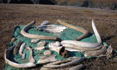 Woolly mammoth tusks