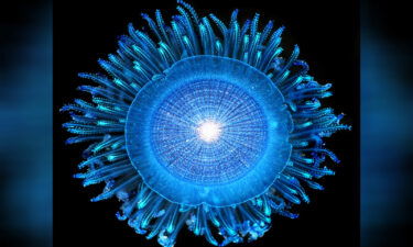 Blue button jellies in the genus Porpita are colonies of polyps that float on the ocean's surface.