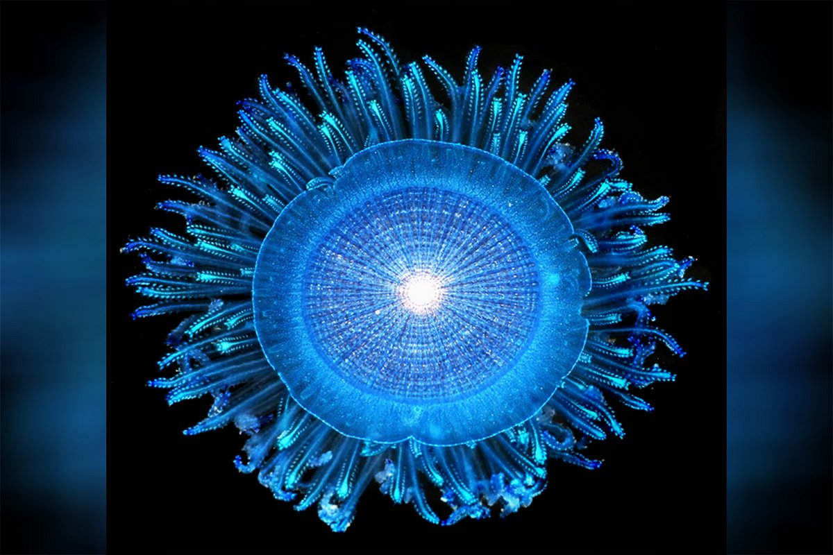 <i>Denis Riek/GO-SEA</i><br/>Blue button jellies in the genus Porpita are colonies of polyps that float on the ocean's surface.