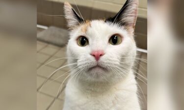 Jacque the cat's name is a nod to former first lady Jacqueline "Jackie" Kennedy Onassis.