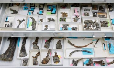 Drawers of Iani smithi bones can be seen in the collections at the North Carolina Museum of Natural Sciences.