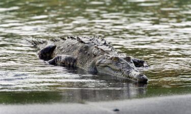 A new study has found an American crocodile pictured in Sirena