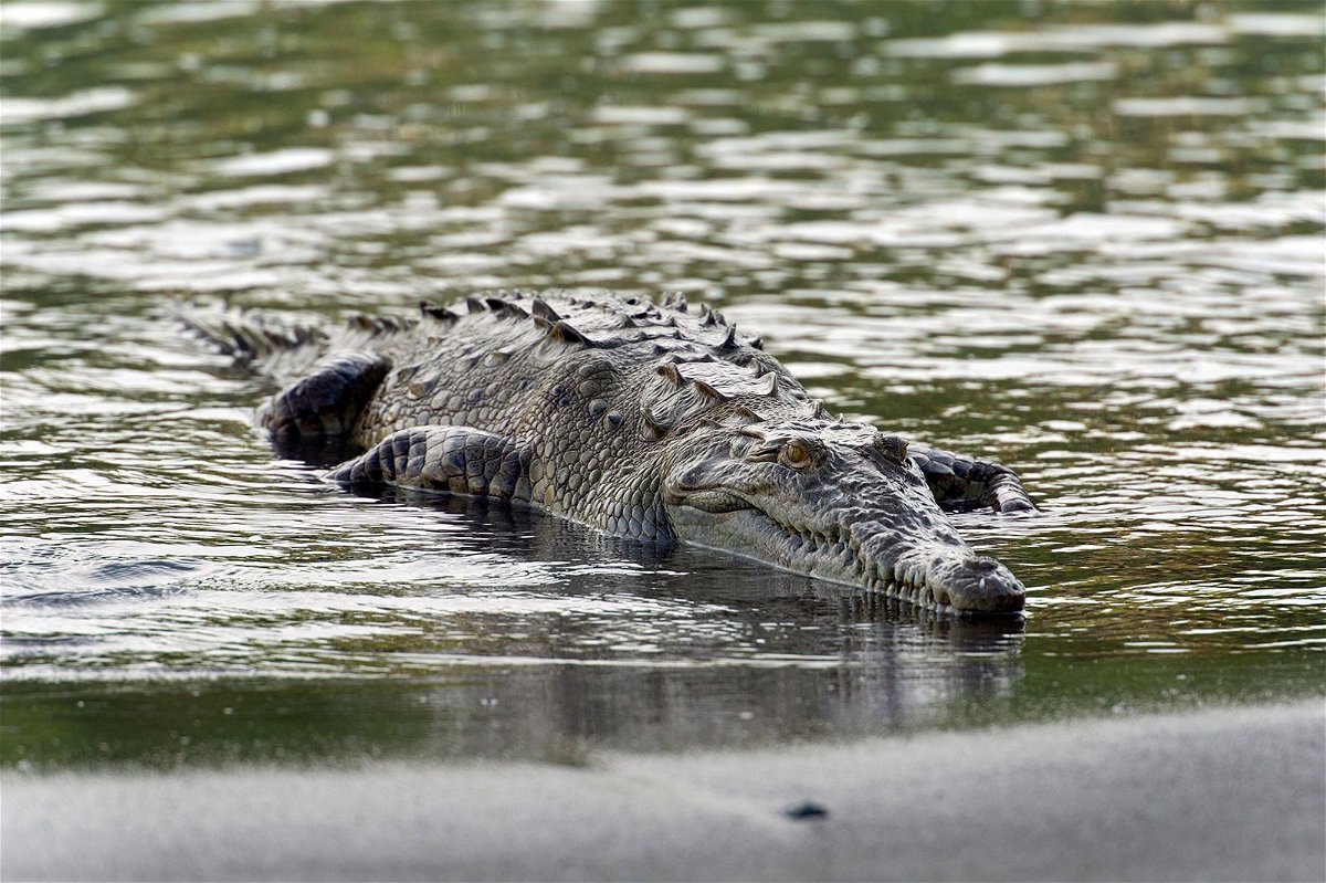 <i>imageBROKER/Alamy Stock Photo</i><br/>A new study has found an American crocodile pictured in Sirena
