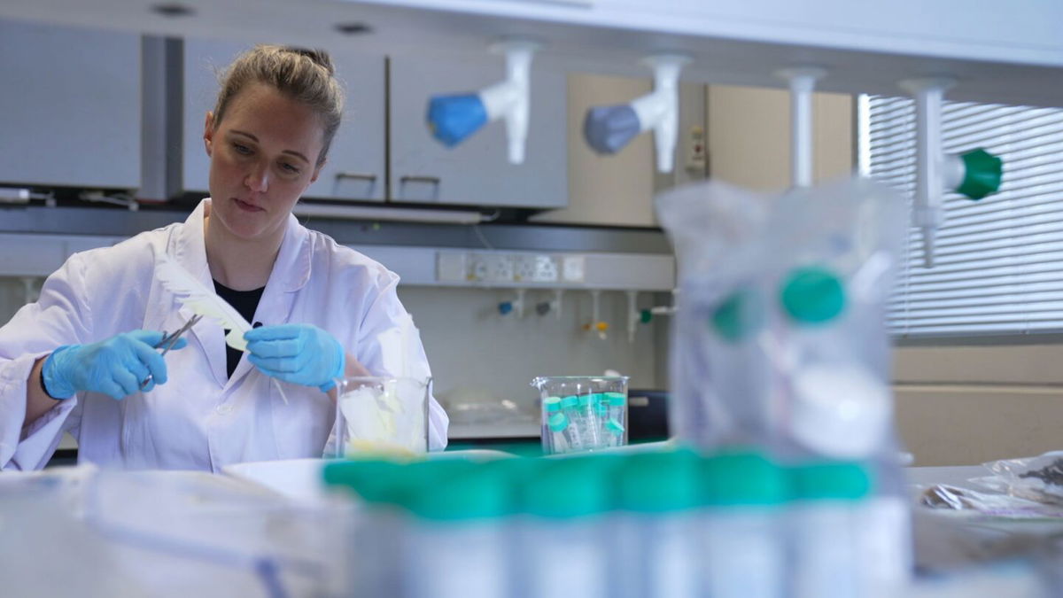 <i>Tom Booth/CNN</i><br/>Astrid Andersson takes a sample from a cockatoo feather for analysis at the University of Hong Kong.