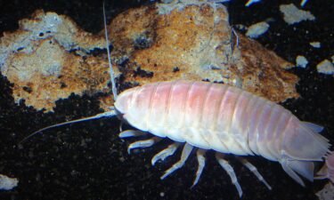 A giant isopod is a deep-sea crustacean.