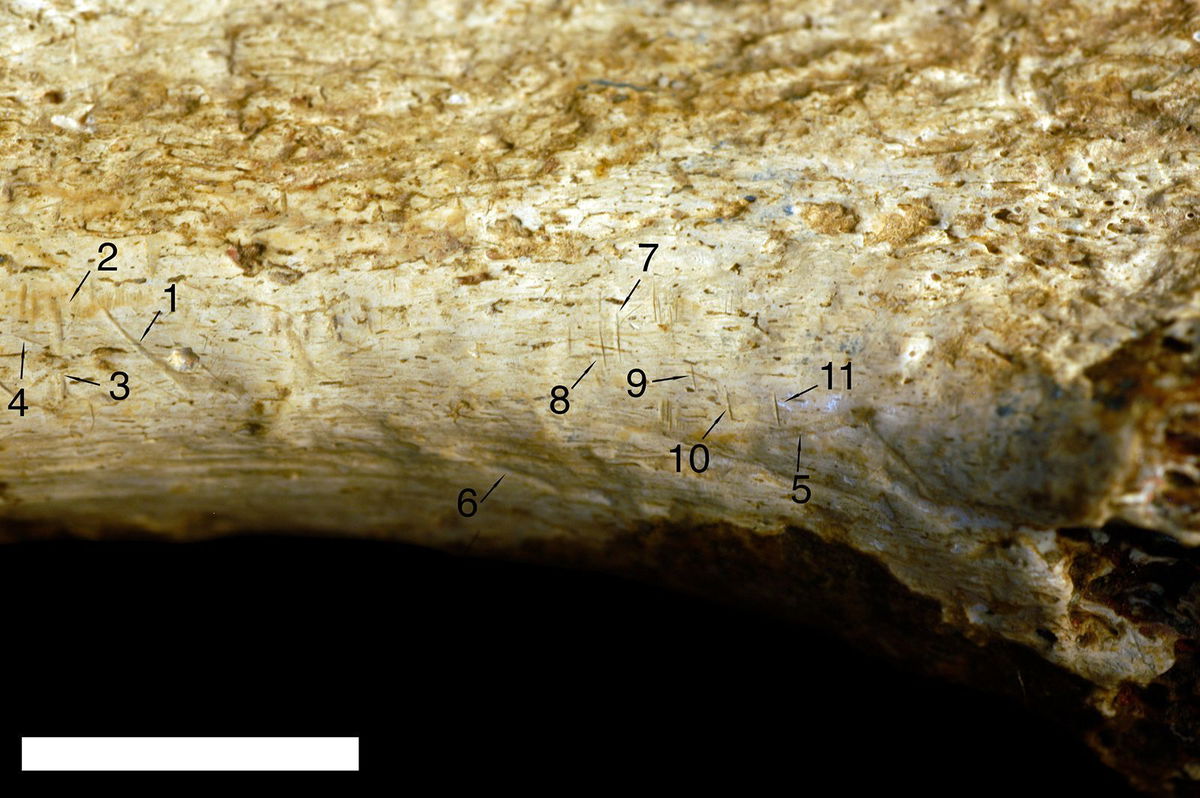 <i>Jennifer Clark</i><br/>Nine of 11 marks on the fossilized bone (numbers 1 to 4 and 7 to 11) were identified as stone tool cut marks. Marks 5 and 6 were identified as identified as tooth marks — likely from a big cat.