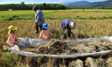 Farmers and children harvest rice in a field in the southern Thai province of Narathiwat on March 27.