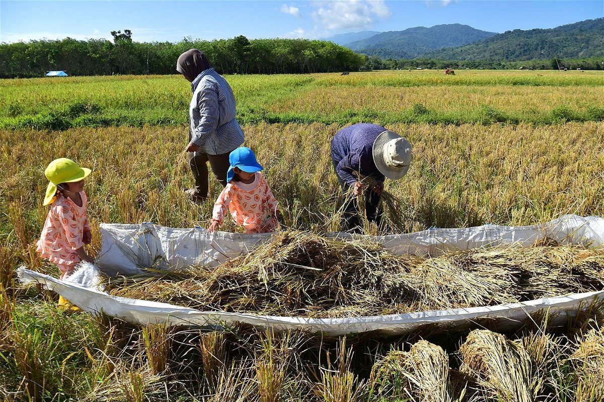<i>Madaree Tohlala/AFP/Getty Images</i><br/>Farmers and children harvest rice in a field in the southern Thai province of Narathiwat on March 27.