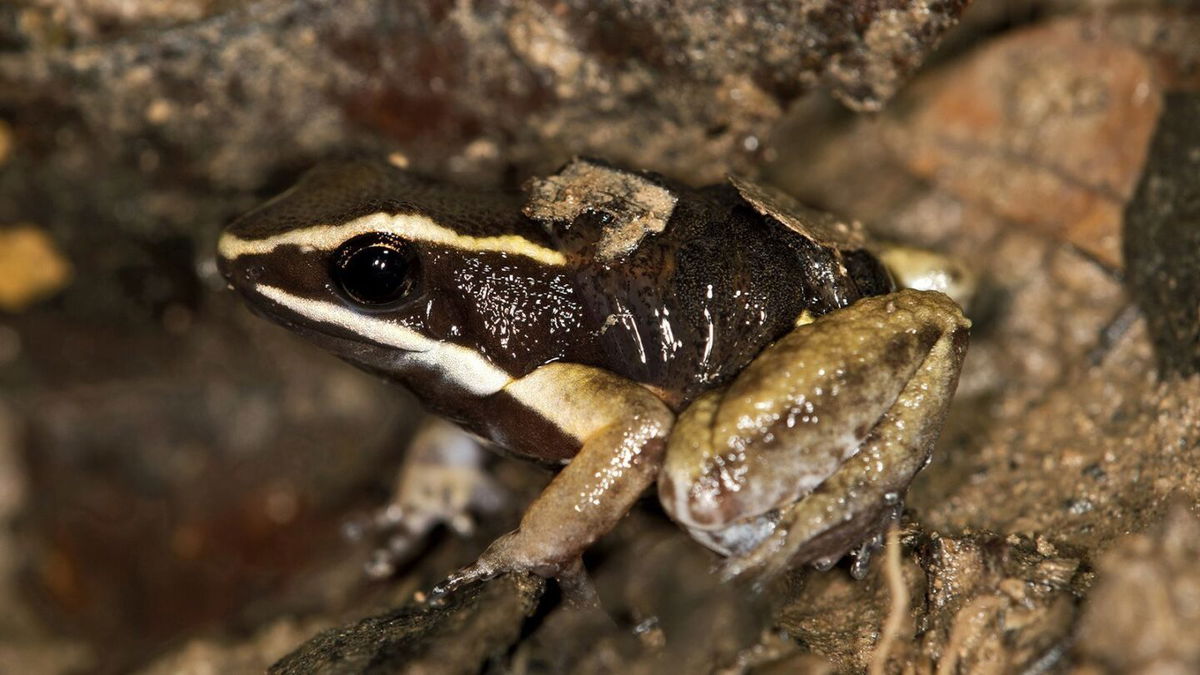 <i>Guenter Fischer/imageBROKER/Shutterstock</i><br/>A male brilliant-thighed poison frog (Allobates femoralis) carries its young on its back at the  Tambopata National Reserve in Peru.