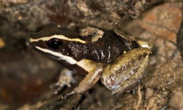 A male brilliant-thighed poison frog (Allobates femoralis) carries its young on its back at the  Tambopata National Reserve in Peru.