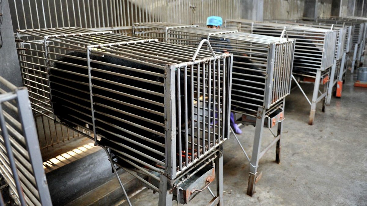 <i>STR/AFP/Getty Images</i><br/>Bears are seen in steel cages at a bear farm for the traditional Chinese medicine company Guizhentang