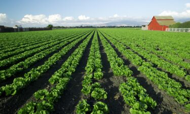 States that grow the most vegetables