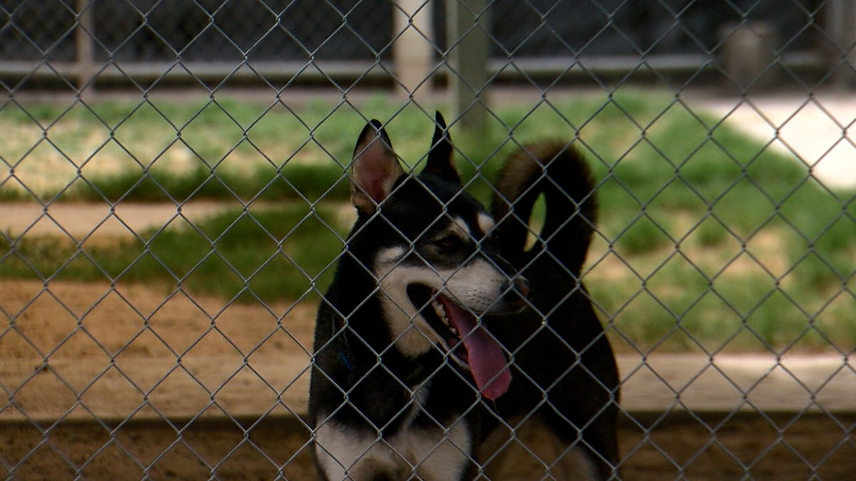 Humane Society Of El Paso Says Medical Care For Animals Remains Their   071G0151.MOV.22 31 24 11.Still001 