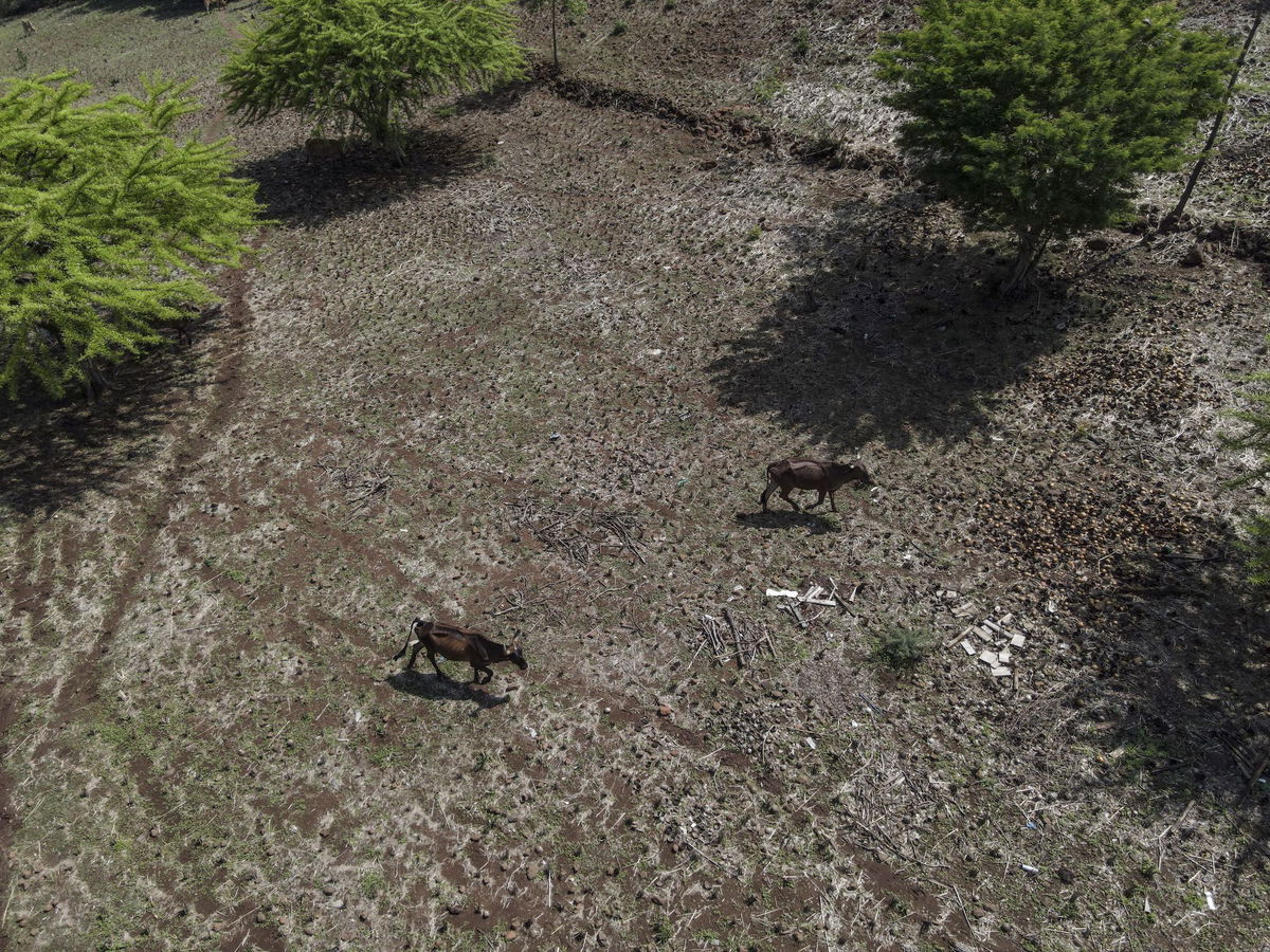 <i>Camilo Freedman/Bloomberg/Getty Images</i><br/>Cattle at a drought-affected farm in Pasaquina