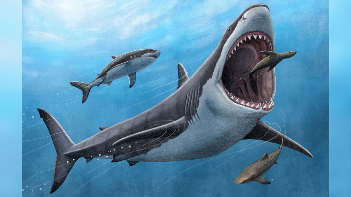 <i>Alex Boersma/PNAS/Reuters</i><br/>A new study finds the ancient Otodus megalodon shark (here in an illustration) was partially warm-blooded. This characteristic may have played a role in the dangerous apex predator's extinction.