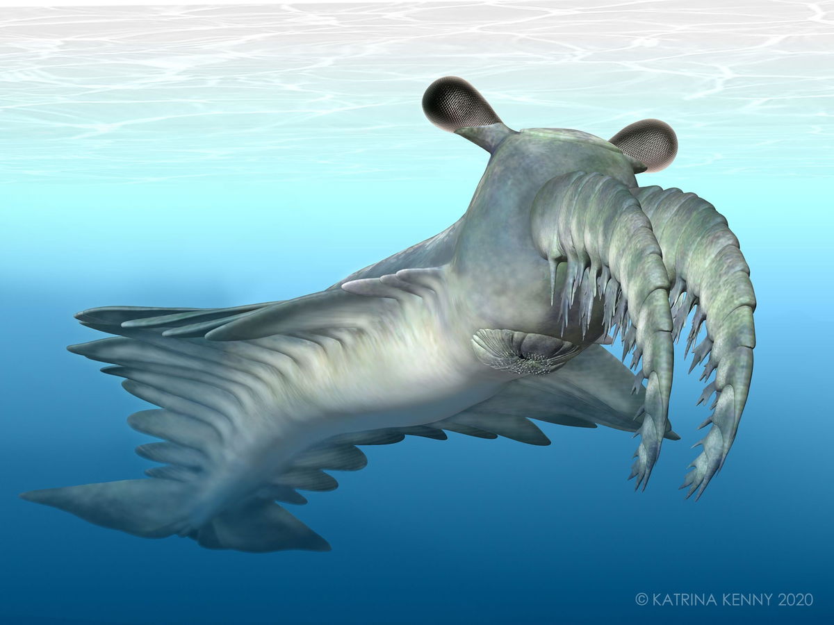 <i>Anomalocaris canadensis</i><br/>An artist's reconstruction of Anomalocaris canadensis is shown.