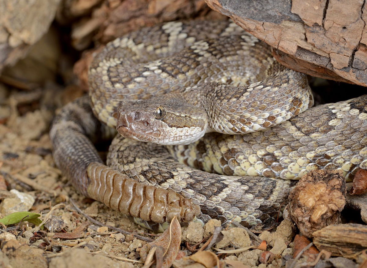 <i>johnaudrey/iStockphoto/Getty Images</i><br/>The new study looking at Southern Pacific rattlesnakes could provide a starting point for additional research into the reptiles’ sociality.